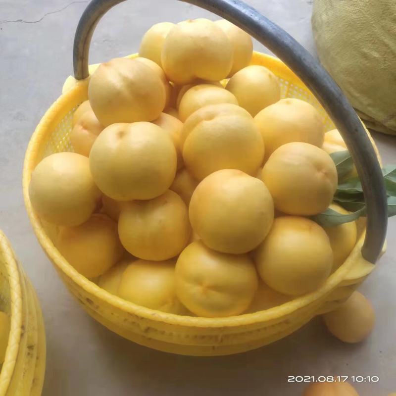 大棚油桃