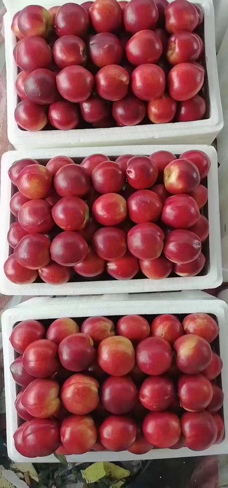 大棚油桃