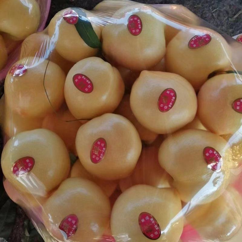 大棚油桃