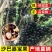 正宗嘉宝果树苗树葡萄盆栽四季沙巴艾斯卡南北方种植当年结果