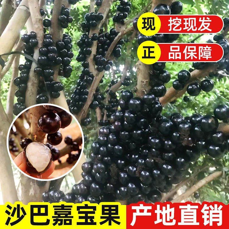 正宗嘉宝果树苗树葡萄盆栽四季沙巴艾斯卡南北方种植当年结果