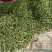 紫花油豆15厘米以上20厘米以上，精品紫花油豆