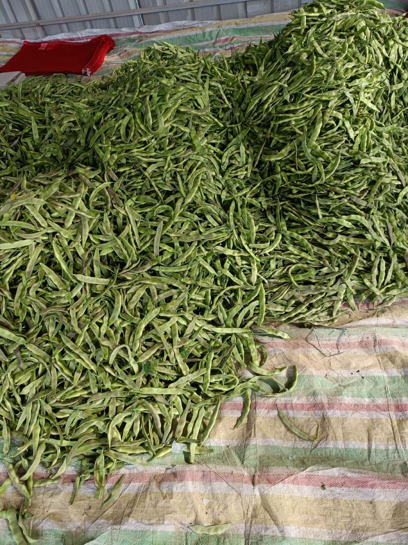 紫花油豆15厘米以上20厘米以上，精品紫花油豆