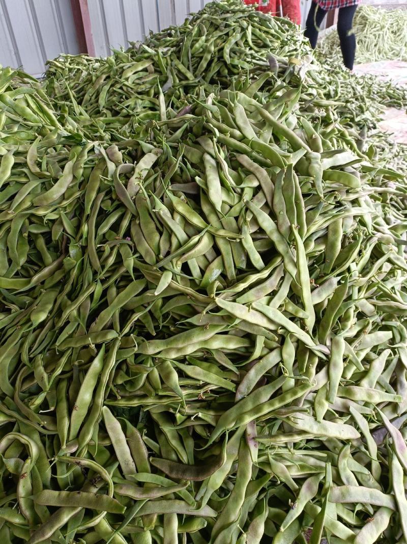 紫花油豆15厘米以上20厘米以上，精品紫花油豆