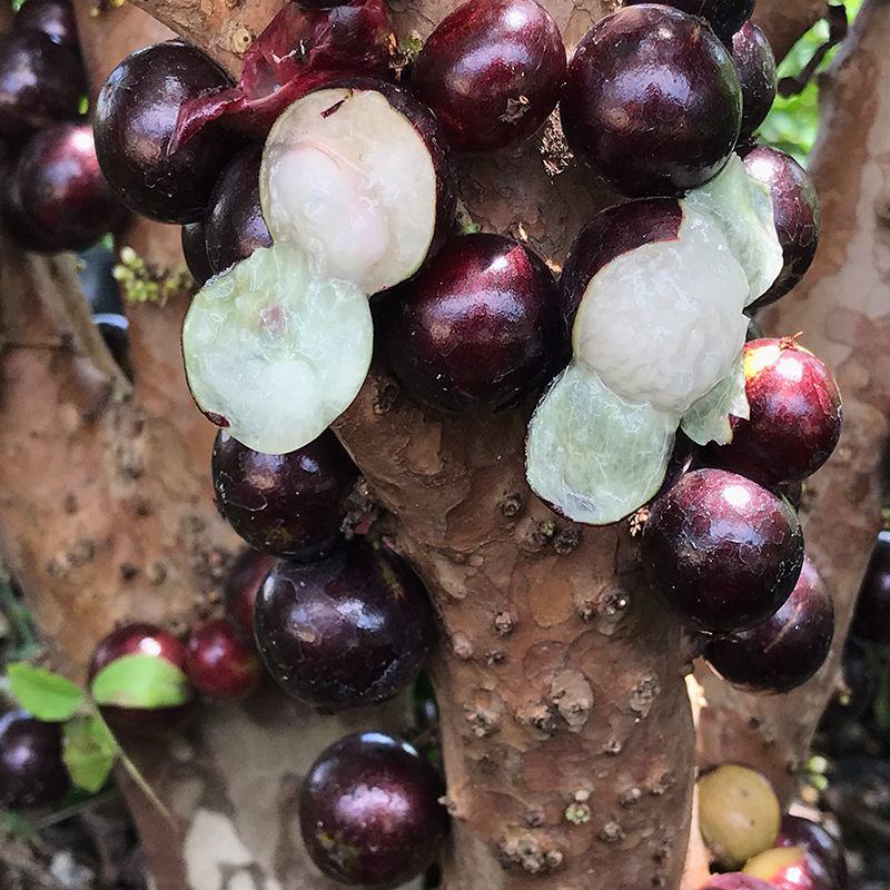 正宗嘉宝果树苗树葡萄盆栽四季沙巴艾斯卡南北方种植当年结果