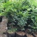 正宗嘉宝果树苗树葡萄盆栽四季沙巴艾斯卡南北方种植当年结果