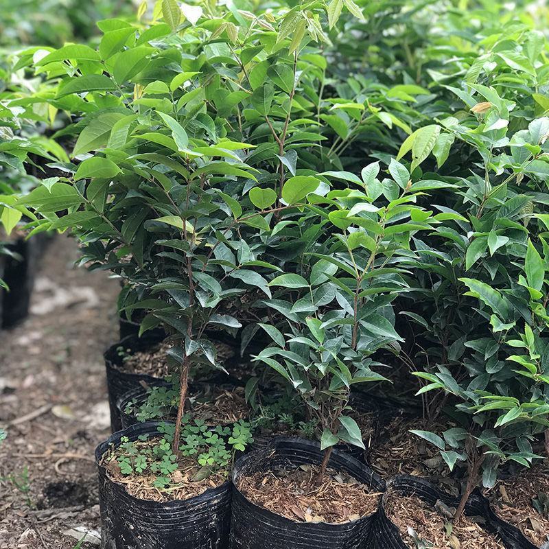 正宗嘉宝果树苗树葡萄盆栽四季沙巴艾斯卡南北方种植当年结果