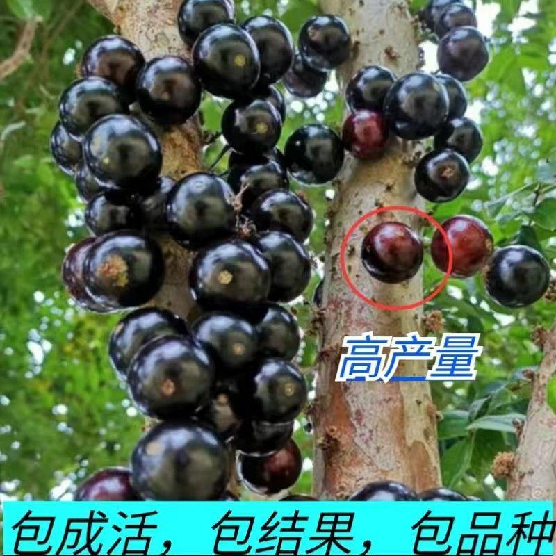 正宗嘉宝果树苗树葡萄盆栽四季沙巴艾斯卡南北方种植当年结果