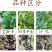 正宗嘉宝果树苗树葡萄盆栽四季沙巴艾斯卡南北方种植当年结果
