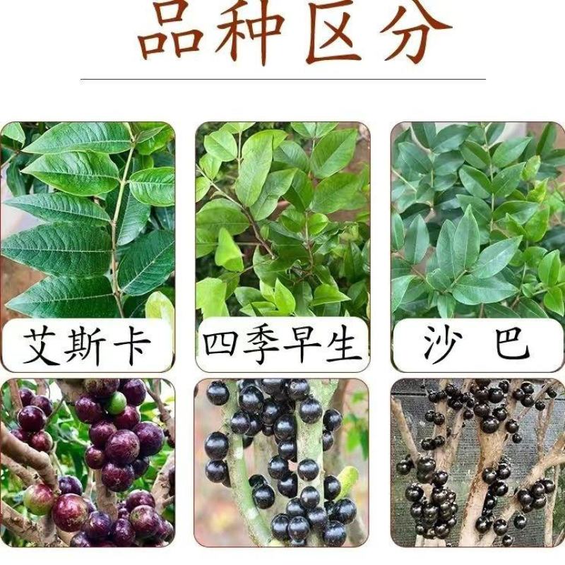正宗嘉宝果树苗树葡萄盆栽四季沙巴艾斯卡南北方种植当年结果