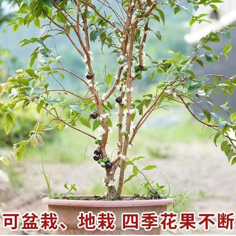 正宗嘉宝果树苗树葡萄盆栽四季沙巴艾斯卡南北方种植当年结果