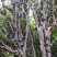 正宗嘉宝果树苗树葡萄盆栽四季沙巴艾斯卡南北方种植当年结果
