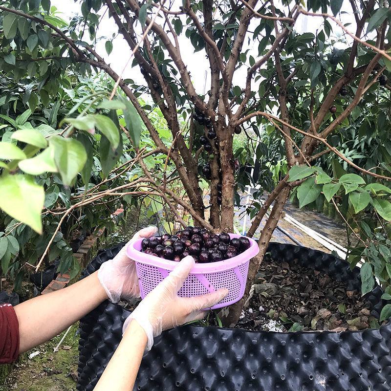 正宗嘉宝果树苗树葡萄盆栽四季沙巴艾斯卡南北方种植当年结果