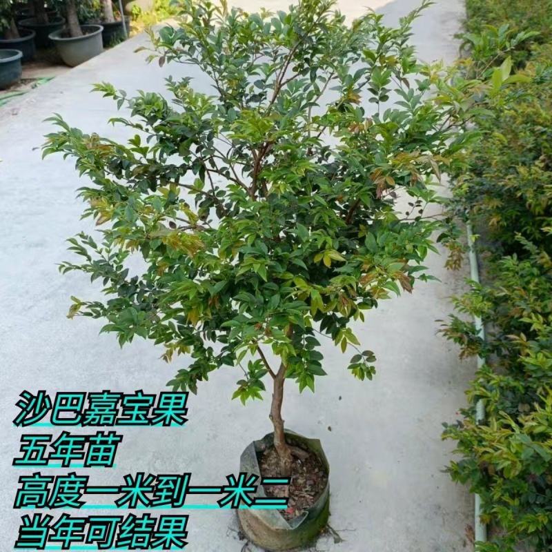 正宗嘉宝果树苗树葡萄盆栽四季沙巴艾斯卡南北方种植当年结果