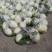 南汇（玉菇）玉茹甜瓜，精品果，物美价廉。可以预约现采。