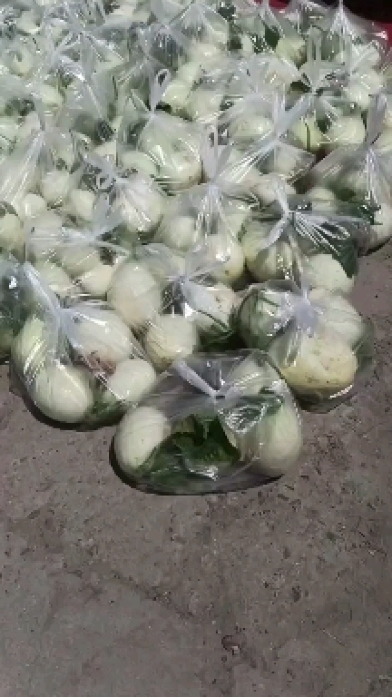 南汇（玉菇）玉茹甜瓜，精品果，物美价廉。可以预约现采。