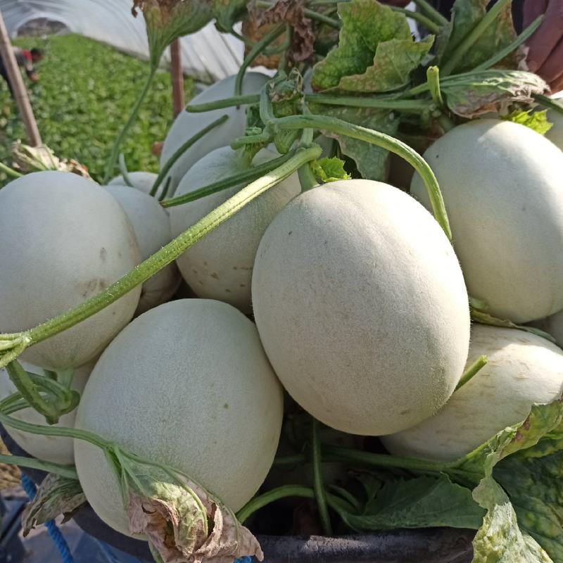 南汇（玉菇）玉茹甜瓜，精品果，物美价廉。可以预约现采。