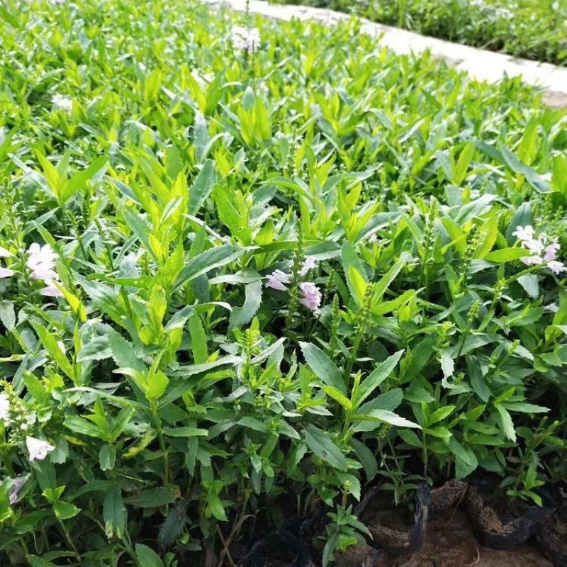 假龙头，精品苗，多年宿根花卉，基地直发，大量供应