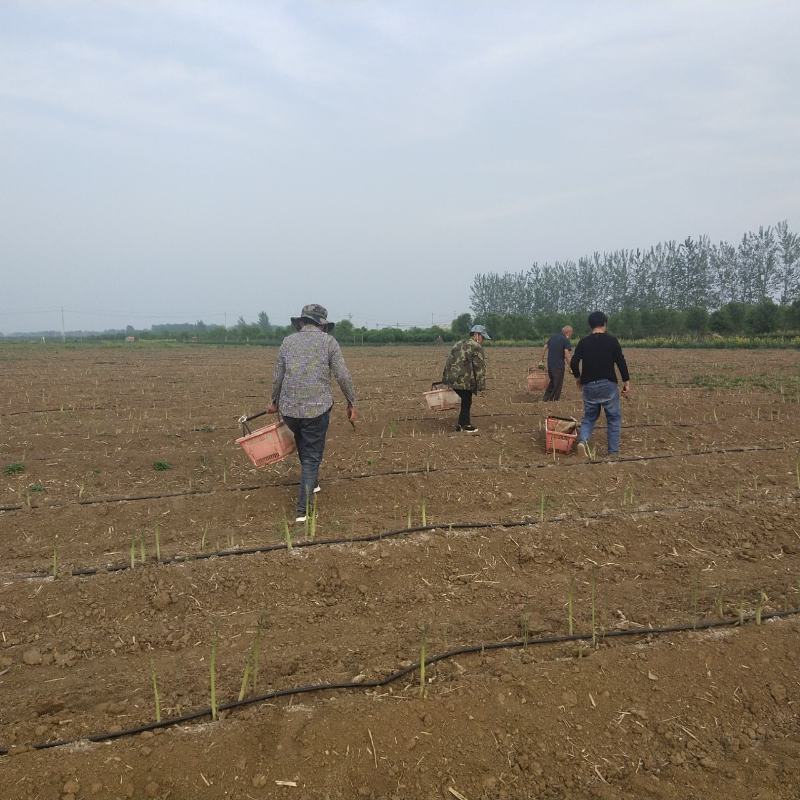 百亩芦笋基地，春笋开始大量上市，支持预定，保质保量