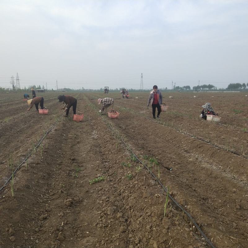 百亩芦笋基地，春笋开始大量上市，支持预定，保质保量