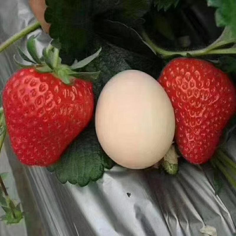 草莓红又甜草莓专用，保花保果，增红着色，膨果增甜