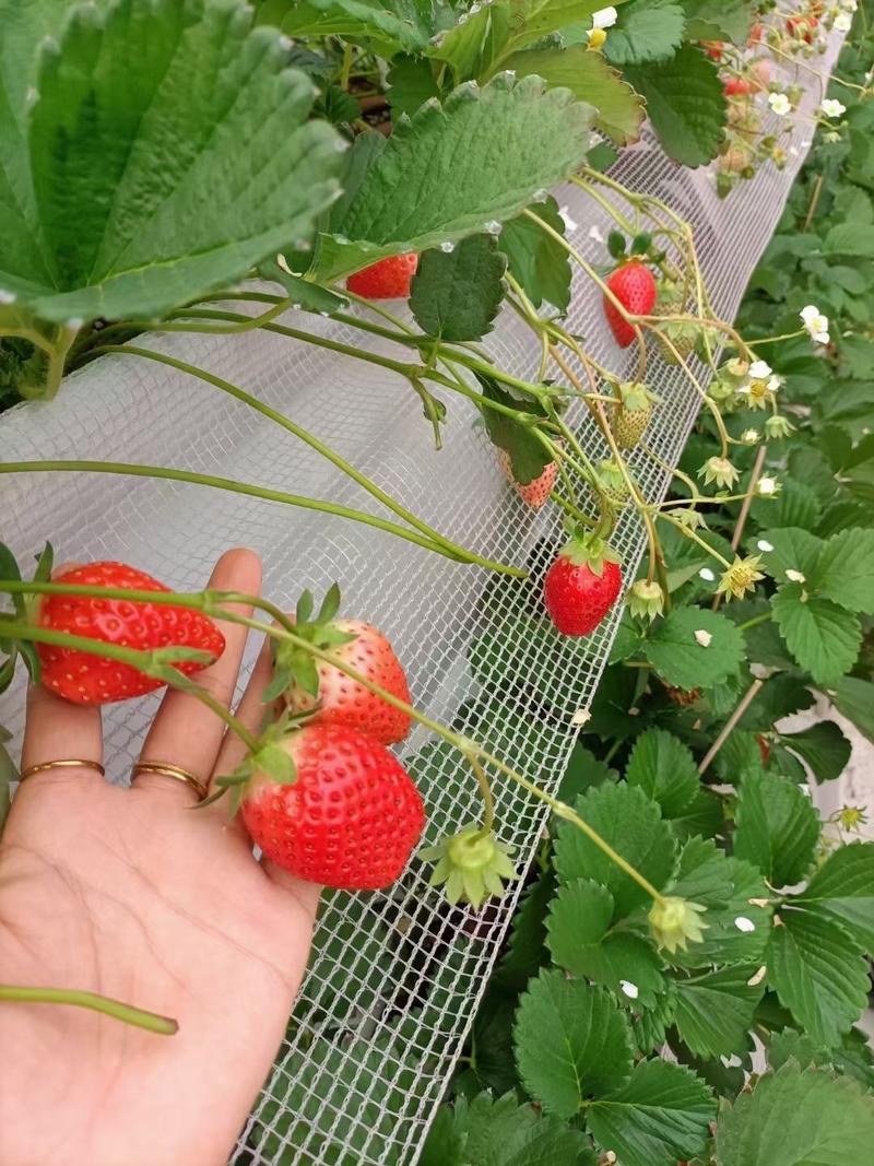 草莓红又甜草莓专用，保花保果，增红着色，膨果增甜