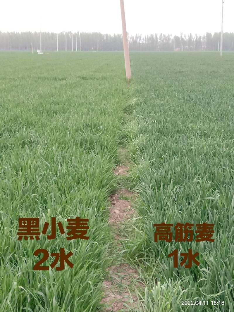 富硒黑麦面条高滋补、高免疫、高营养，食补，食控，食养