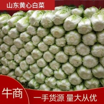 【山东临沂】黄心白菜，质优价廉，货源充足稳定，大量上市中