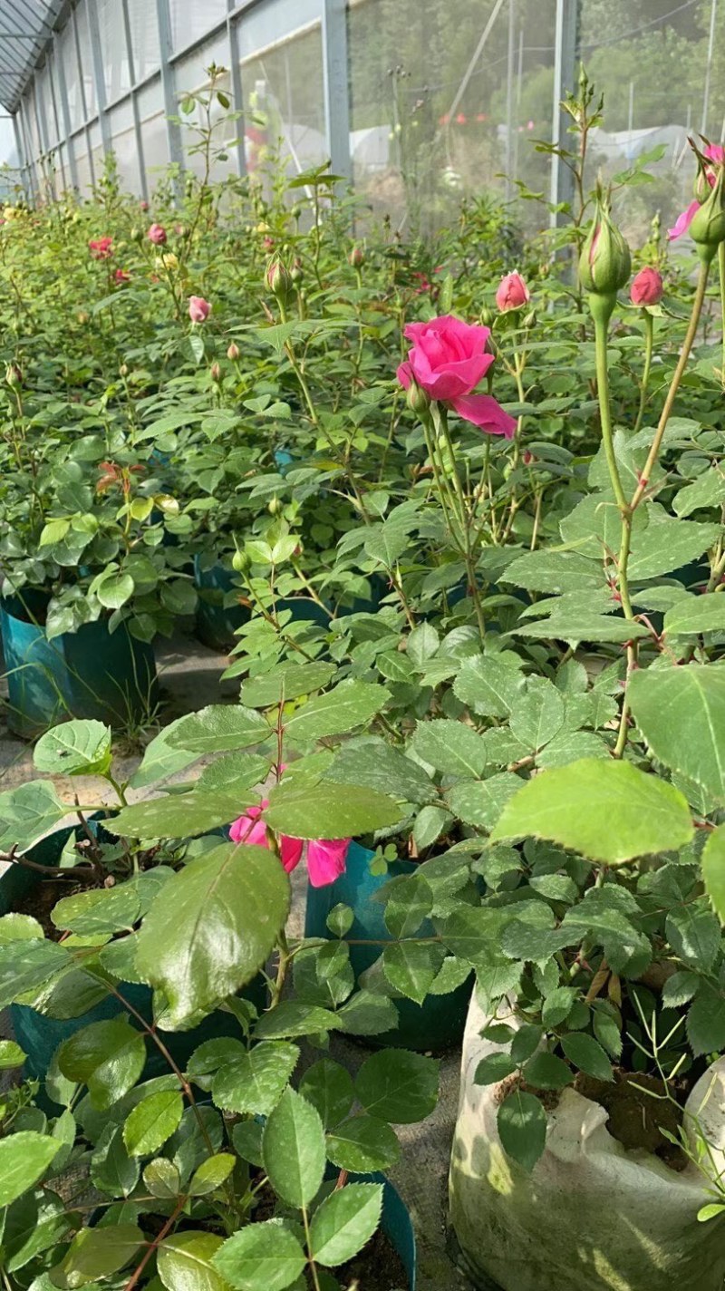灌木月季