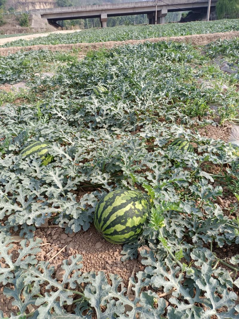 四川省攀枝花市盐边县甜王脆皮西瓜，感谢平台对我们的支持