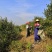 【转让】1300亩广西梧州藤县西江边油茶基地