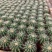 金虎仙人球基地自销整箱销售发物流基地批量价