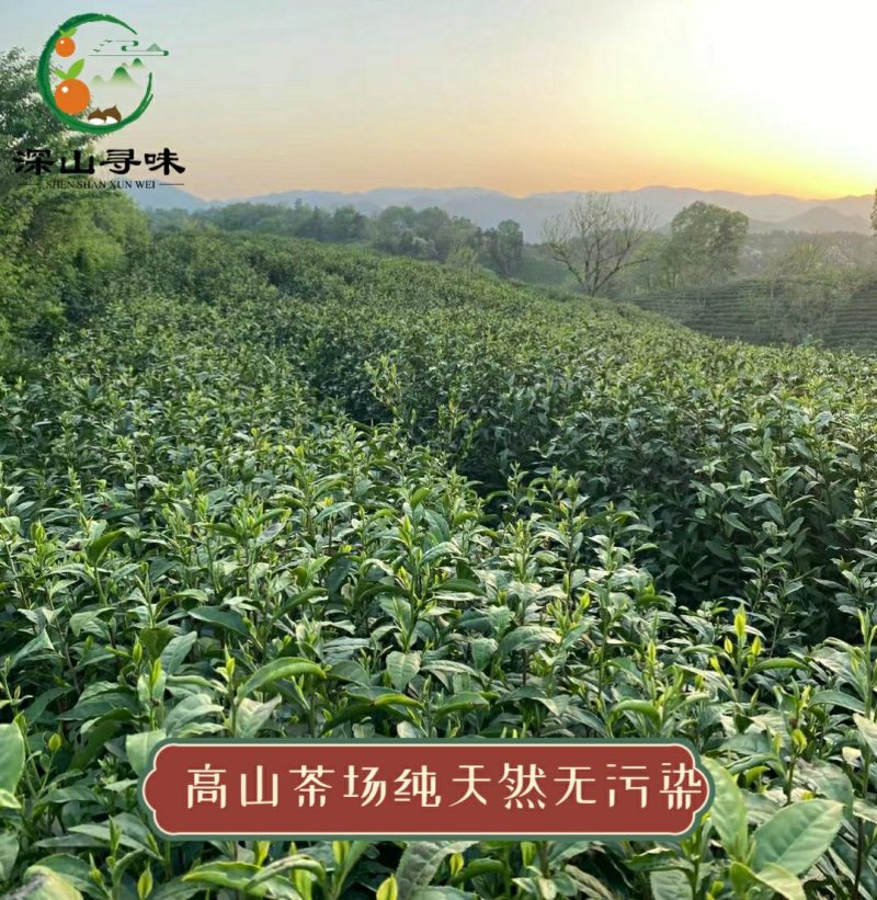信阳毛尖雨前春茶自产自销浓香耐泡产地直销假一赔十