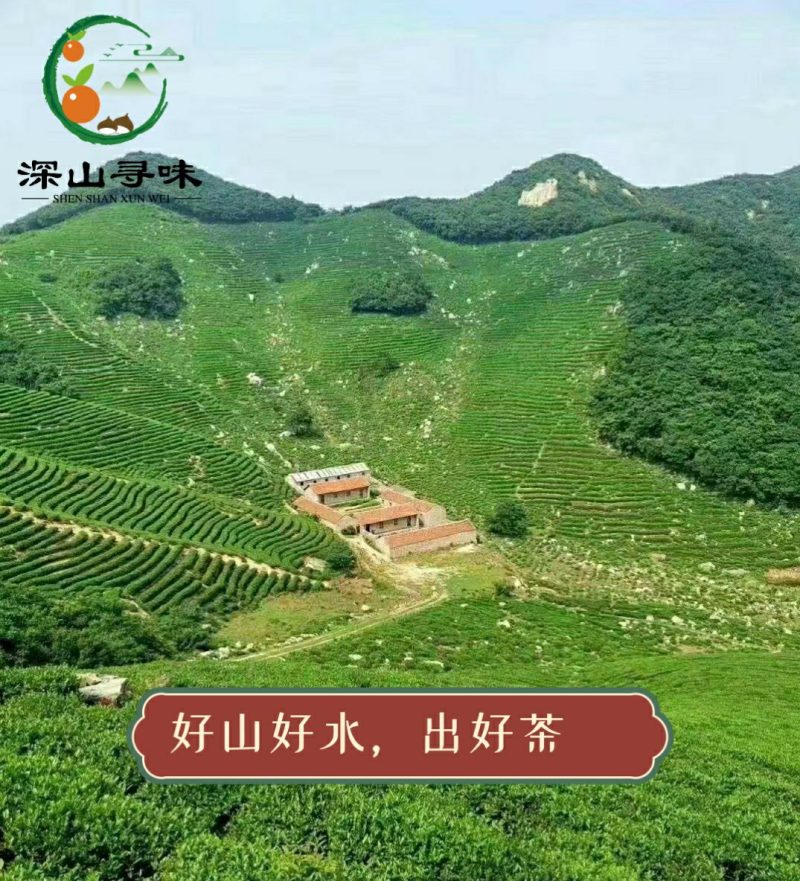 信阳毛尖雨前春茶自产自销浓香耐泡产地直销假一赔十