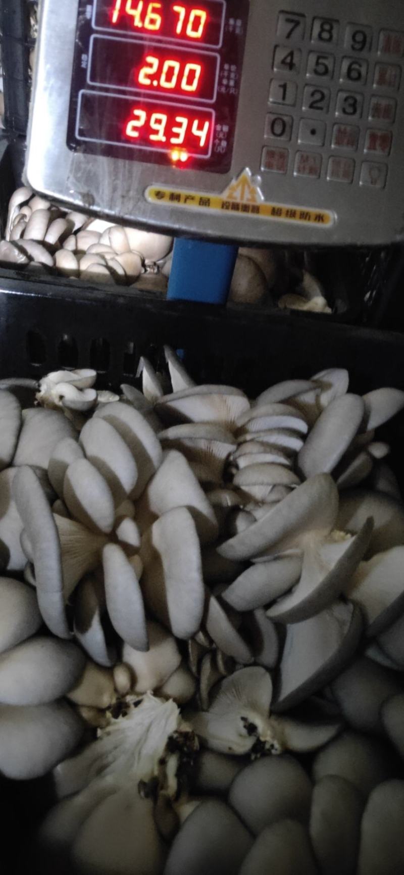 苹菇