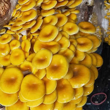 苹菇