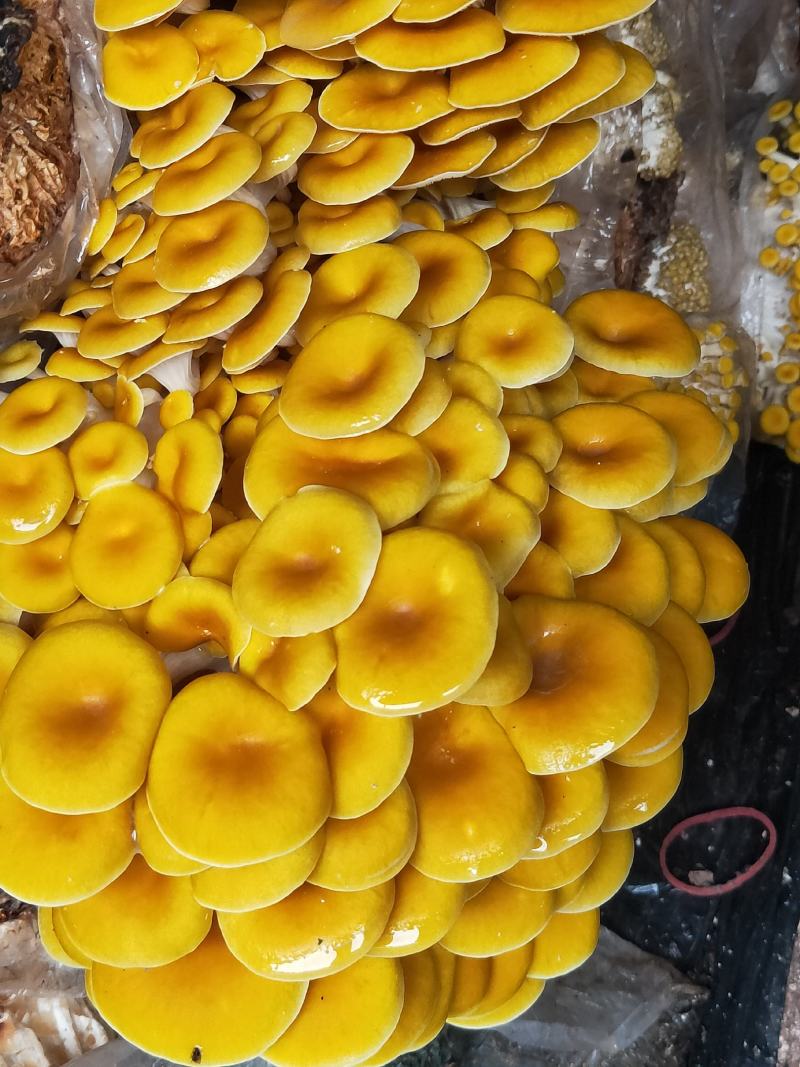 各种食用菌包出售