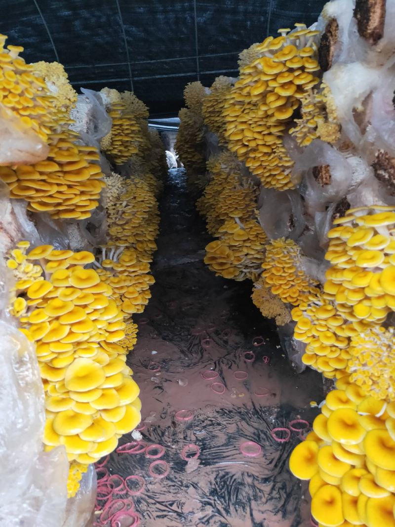 各种食用菌包出售