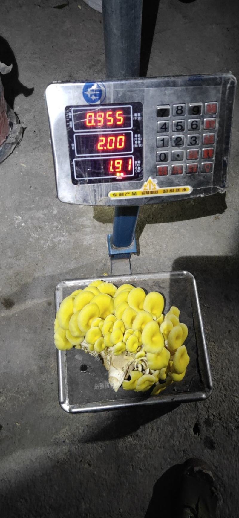 各种食用菌包出售