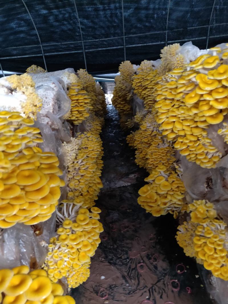 各种食用菌包出售