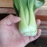 【精选】上海青小油菜大量供应质量有保障价格优惠，产地直发