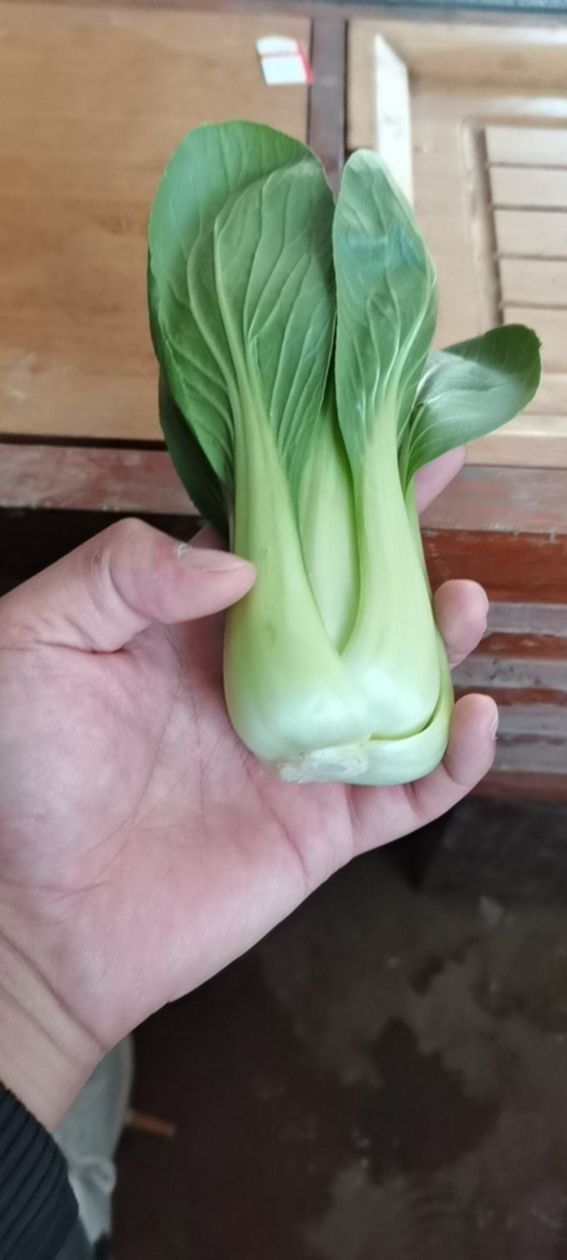 【精选】上海青小油菜大量供应质量有保障价格优惠，产地直发