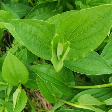 三白草，大量现货，需要的老板请联系，野生的，供应苗
