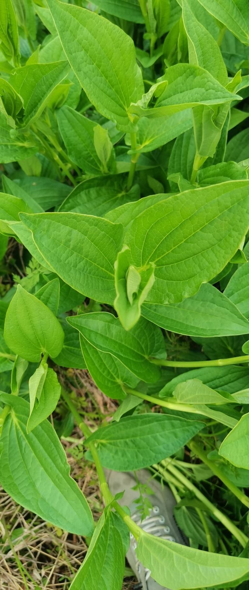 三白草，大量现货，需要的老板请联系，野生的，供应苗