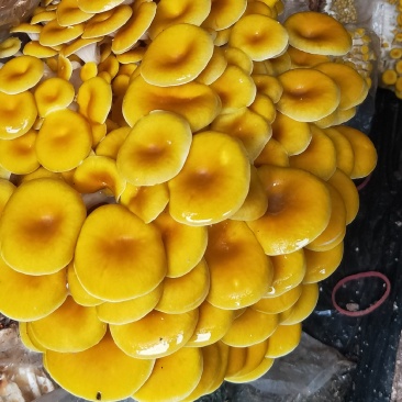 各种食用菌包出售