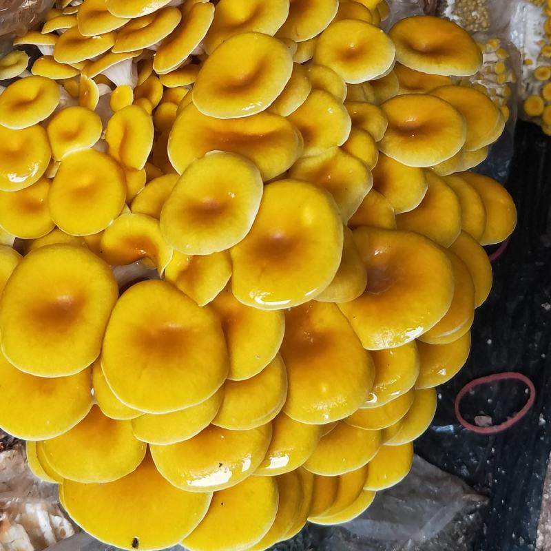 各种食用菌包出售