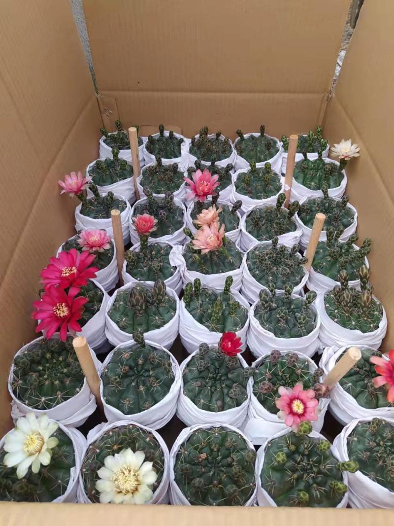 菲花玉仙人球基地批发价不包邮发物流大量供应