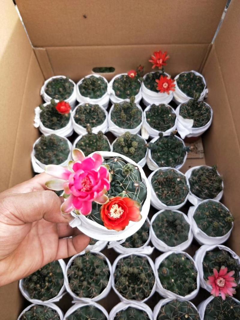 菲花玉仙人球基地批发价不包邮发物流大量供应