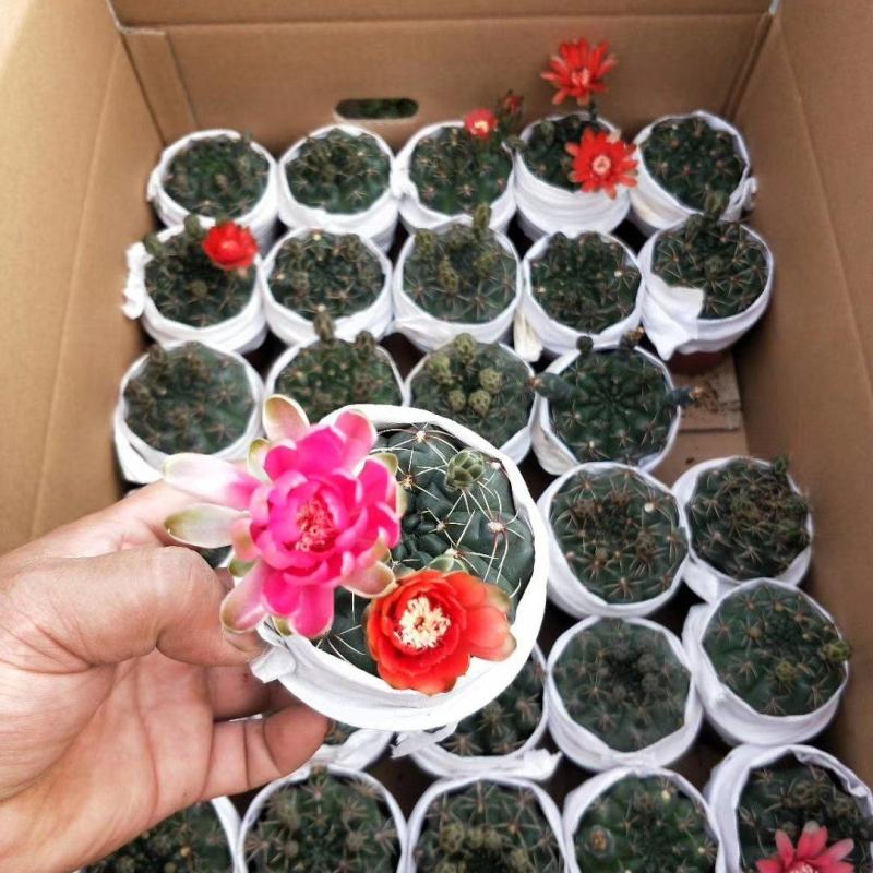 菲花玉仙人球基地批发价不包邮发物流大量供应