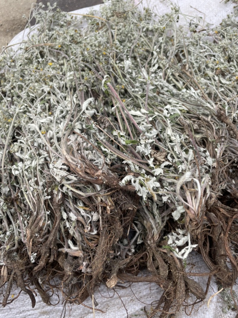 翻白草正品纯野生血糖的克星